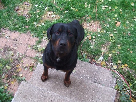 Rex the Rottweiler