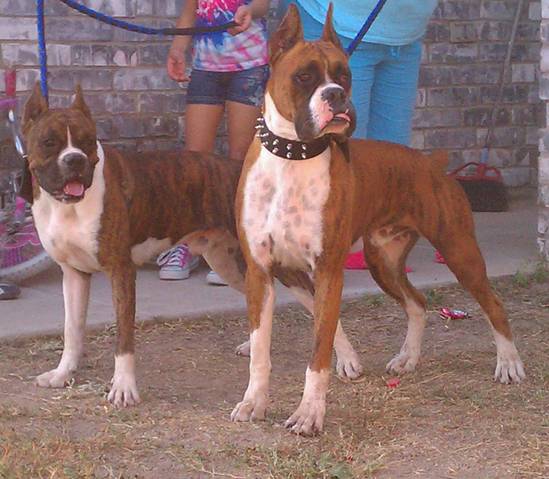 rex & tiger