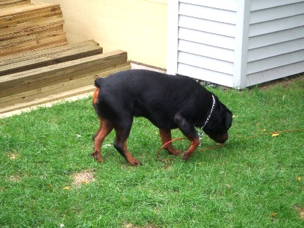 Rex