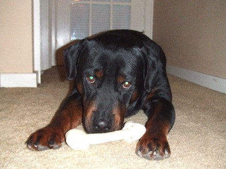 Rex