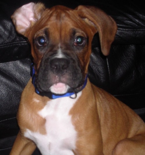 Rex
