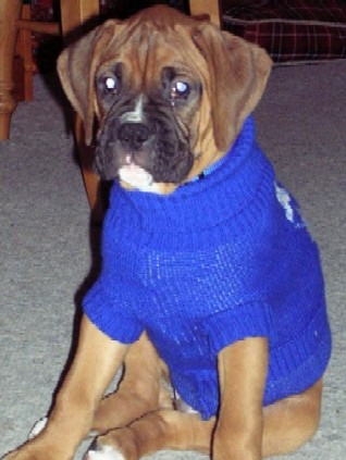 Rex