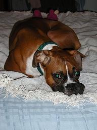 rex_on_bed