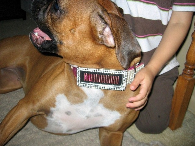 Rhys' new collar!