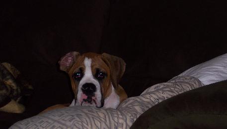 Ricky the ultimate couch protector.
