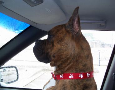 Riding In The Car