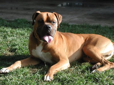"Riggs" - our new Rescue boy!