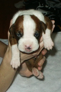 Riley-2wks