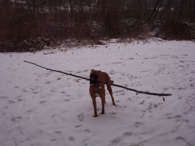 Riley and her big stick!