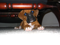 Riley at 8 weeks