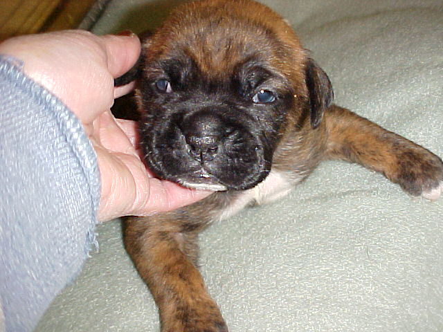 Riley, Brindle and Fab!