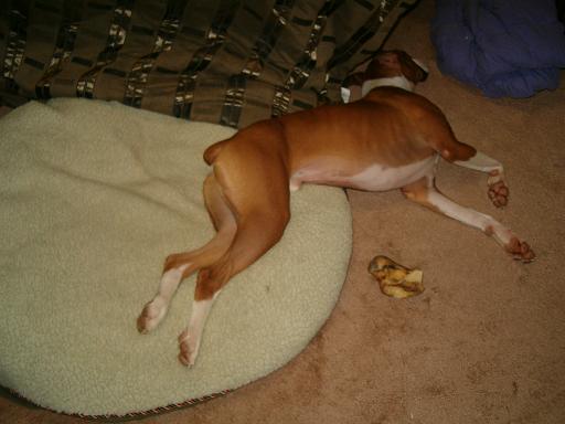 Riley is POOPED!