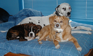 Riley with his sisters.
