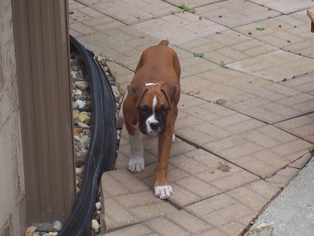 Riley_11_wks_old