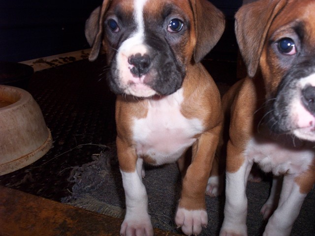 Riley_6_5_wks