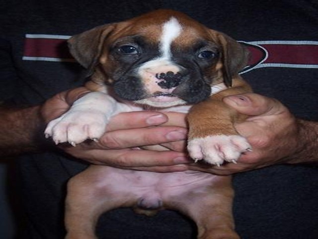 Riley_6_weeks_old