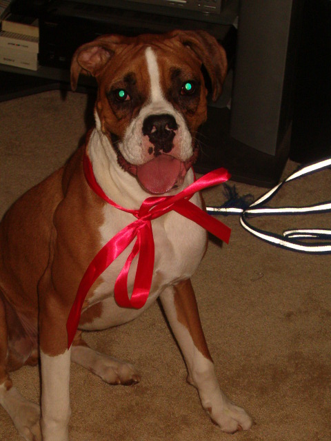 Riley's 2nd Christmas