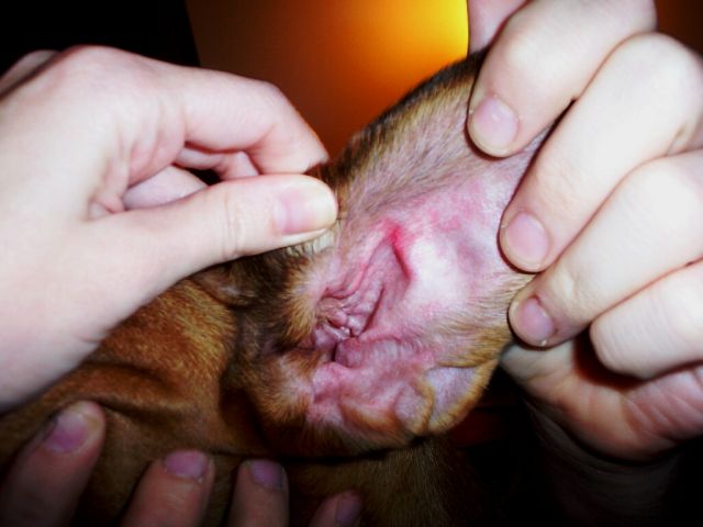 Riley's ear - What does it look like?