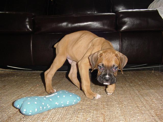 Ringo 8 weeks