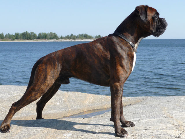 Ringo at the beach (1)