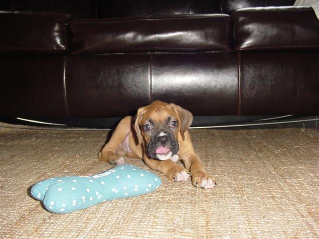 Ringo with his ball - 8 weeks