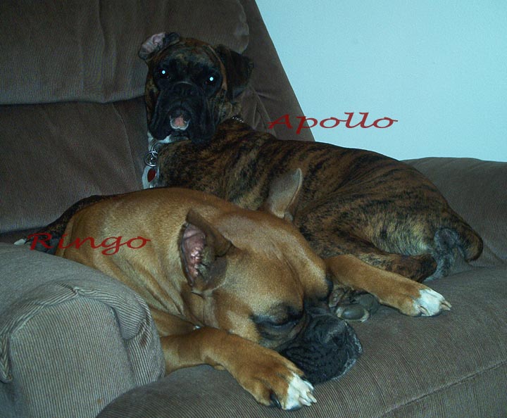 Ringo_and_Apollo_Oct_2004