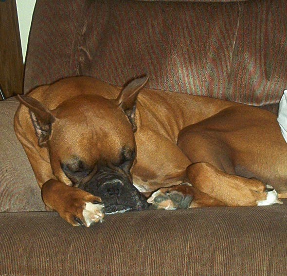 Ringo_DOG_TIRED
