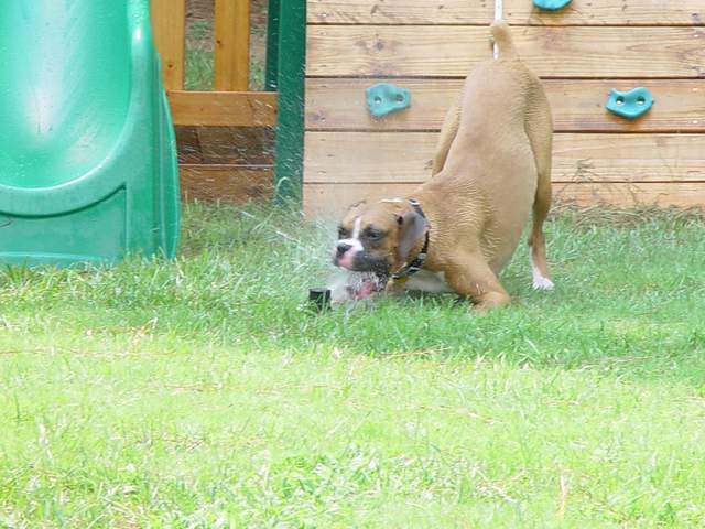 Rinse & spit...