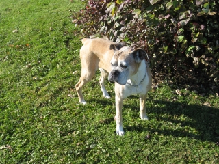 RIP Xena - November17, 1996 - December 12, 2008
