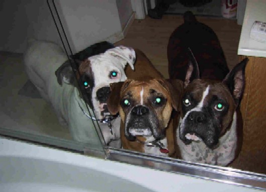 Ripley, Savannah and Jordan