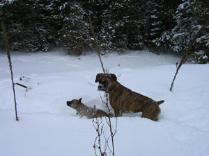 Rita and lola playing in the snow!