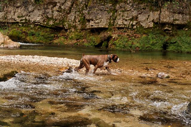 River dog