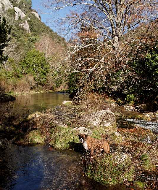 River dog