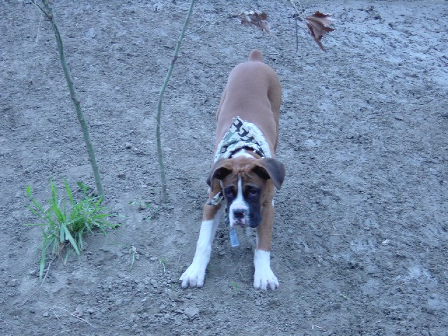 River Rat