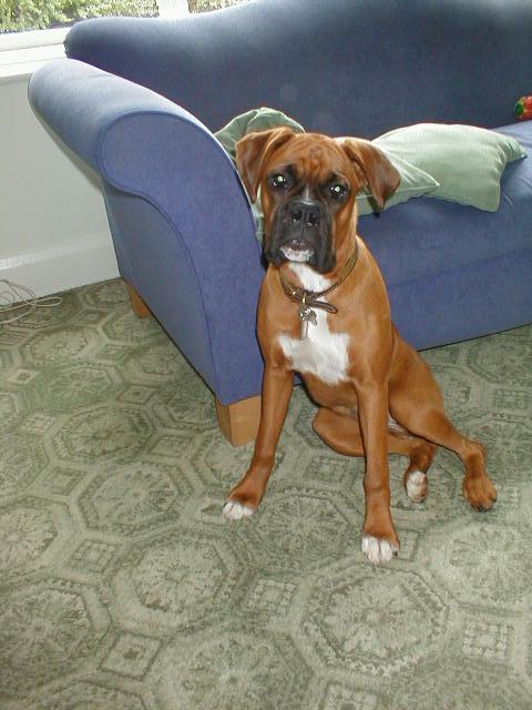 Rizzo1