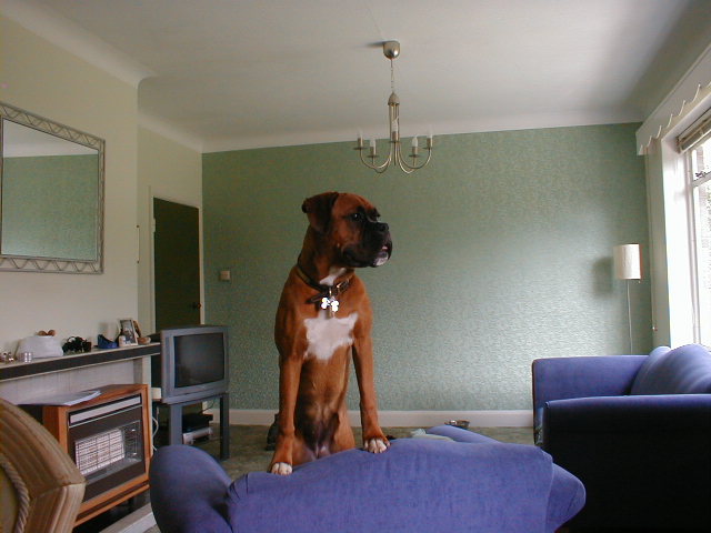 rizzo10