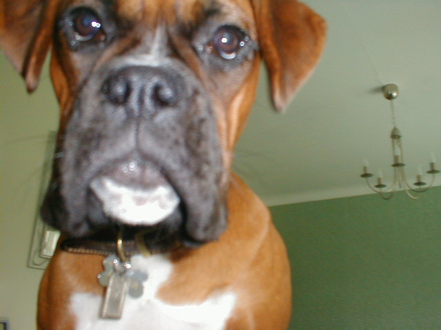 rizzo2