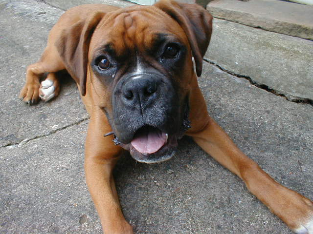 rizzo7