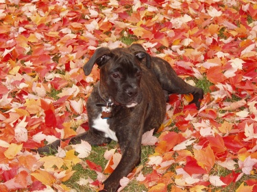 Rocco 4mo