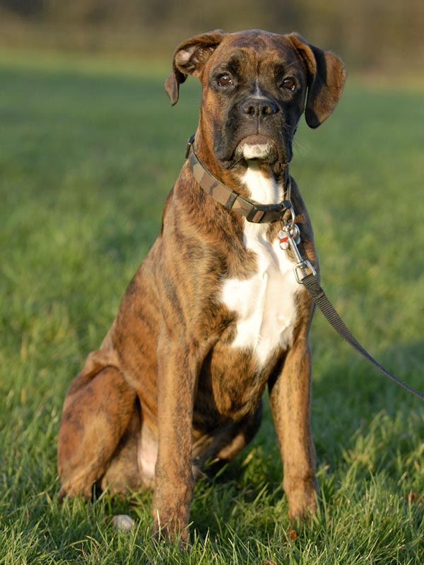 Rocco @ 5 months
