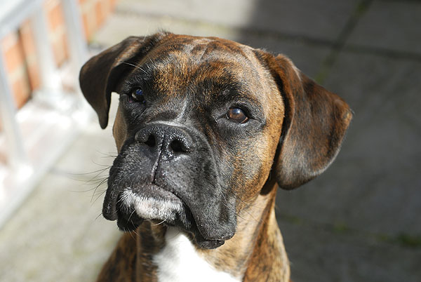 Rocco @ 8.5 months