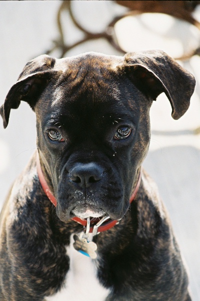 Rocco @ 8 months