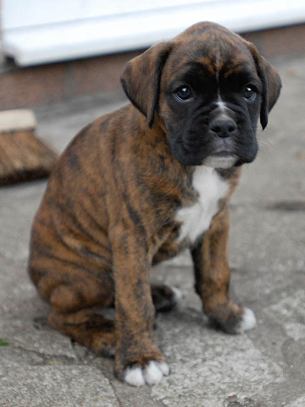 Rocco @ 8 weeks
