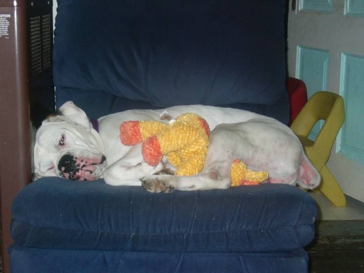 Rocco and his giraffe