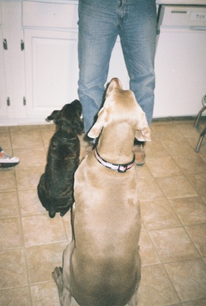 Rocco and Maddie