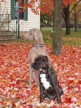 Rocco and Maddie