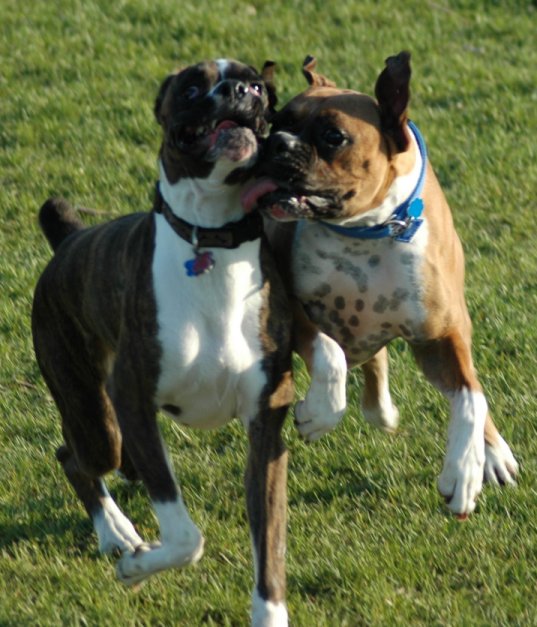 Rocco and Wilson