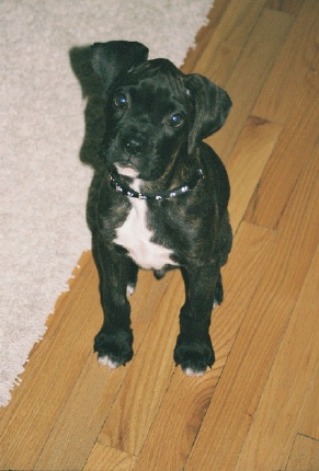 Rocco at 11 Weeks