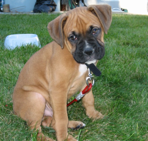 Rocco at 7 weeks