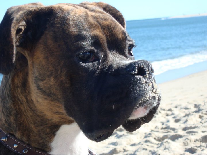 Rocco at Chatam Beach